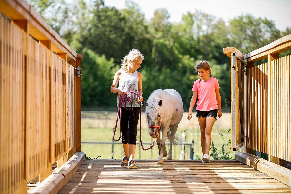 Niederösterreich: Projekt Tiergestützte Therapie